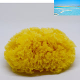 Dead Sea Sponge